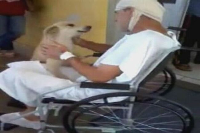 كلب ينتظر صاحبه أمام المستشفى ثمانية أيام