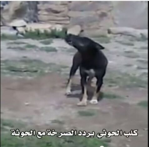 صحافة ساخرة : كلب بصعدة يشارك في ترديد شعار الصرخة الحوثية (فيديو)