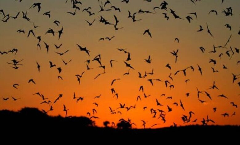 اكتشاف 16 فيروسا جديدا بالخفافيش يمكن أن تنتقل للبشر