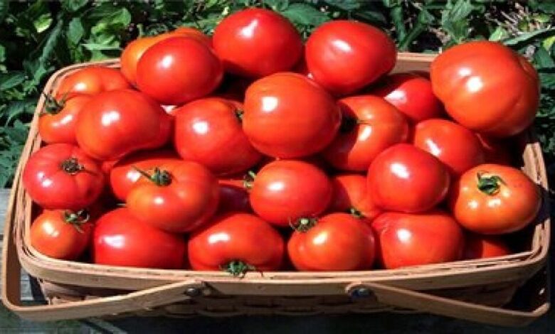 الزراعة تتوقع تحسن انتاجية اليمن من الطماطم خلال العام الجاري