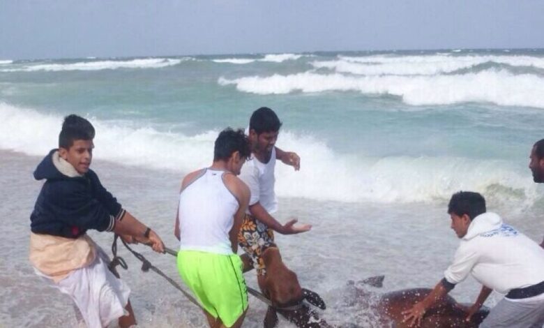 بالفيديو : في عمان المواطنين يصطادون البقر من البحر بدلاً من السمك .. والسبب !!