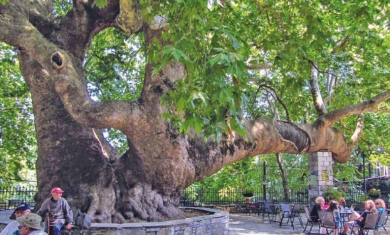 قبيلة من الأشجار الأسطورية تسكن «هايد بارك» لندن (2)