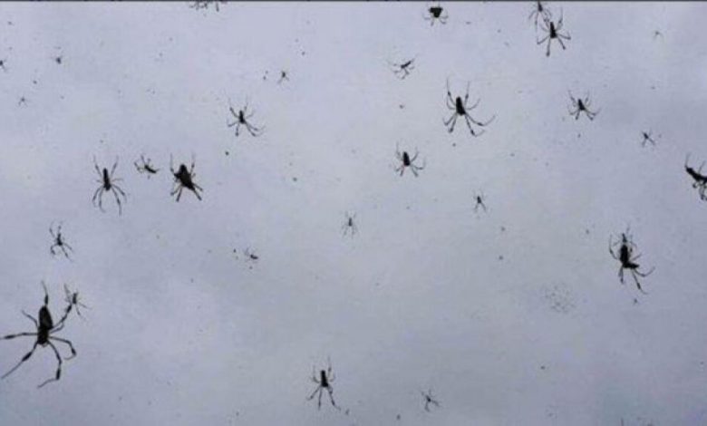ملايين العناكب تسقط من السماء في أستراليا